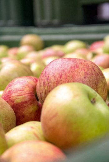 Gravensteiner roner-gravensteiner_apple.jpg